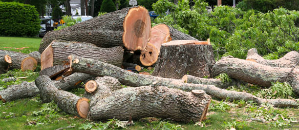 Best Seasonal Cleanup (Spring/Fall)  in Patterson, LA